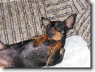 PRAGUE RATTER