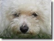 Bichon á poil frisé, Bichon Frise