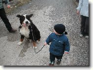 Berner Sennenhund