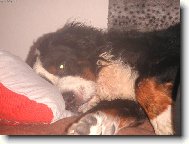 Berner Sennenhund