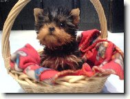 Jorkšírský terier, Yorkshire Terrier,