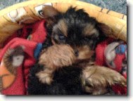 Jorkšírský terier, Yorkshire Terrier,
