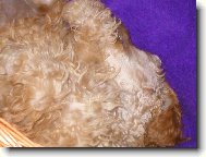 Poodle, Caniche