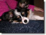 Papillon