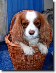 Cavalier King Charles Spaniel