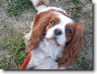 Cavalier King Charles Spaniel