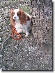 Cavalier King Charles Spaniel