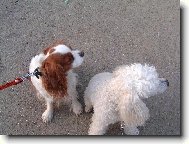 Cavalier King Charles Spaniel