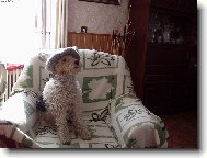 Fox Terrier Wire