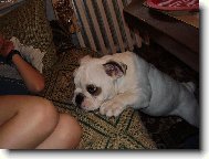 English Bulldog