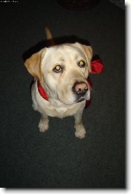 Labrador Retriever