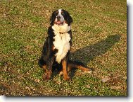 Berner Sennenhund