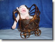Bull Terrier