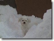 Maltese