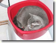 Blue-point cat