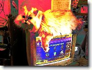 Persian cat