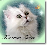 Persian cat