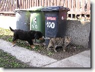 Berner Sennenhund