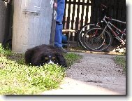 Berner Sennenhund