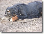 Berner Sennenhund