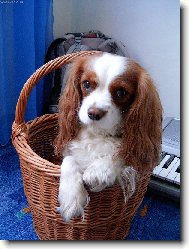 Cavalier King Charles Spaniel