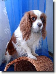 Cavalier King Charles Spaniel