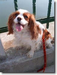 Cavalier King Charles Spaniel