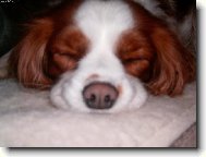 Cavalier King Charles Spaniel