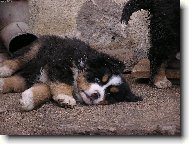 Berner Sennenhund