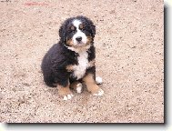 Berner Sennenhund