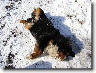 Berner Sennenhund