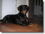 Dobermann, Doberman