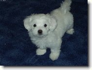 Maltese