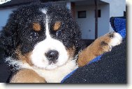 Berner Sennenhund