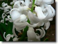 Hyacinthus  orientalis