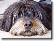 American Cocker Spaniel