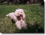 Poodle, Caniche