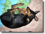 Dobermann, Doberman