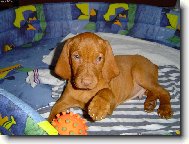 Rövidszörü Magyar Vizsla, Hungarian Short-haired Pointing Dog
