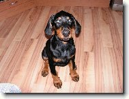 Dobermann, Doberman