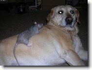 Labrador Retriever