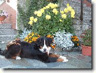 Berner Sennenhund