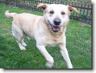 Labrador Retriever