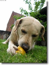 Labrador Retriever