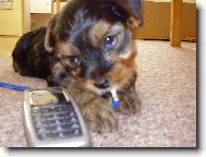 Jorkšírský terier, Yorkshire Terrier,