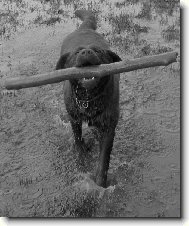 Labrador Retriever