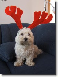 Maltese