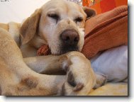 Labrador Retriever