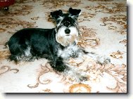 Zwergschnauzer, Miniature Schnauzer