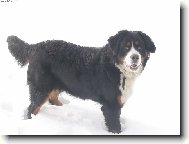 Berner Sennenhund